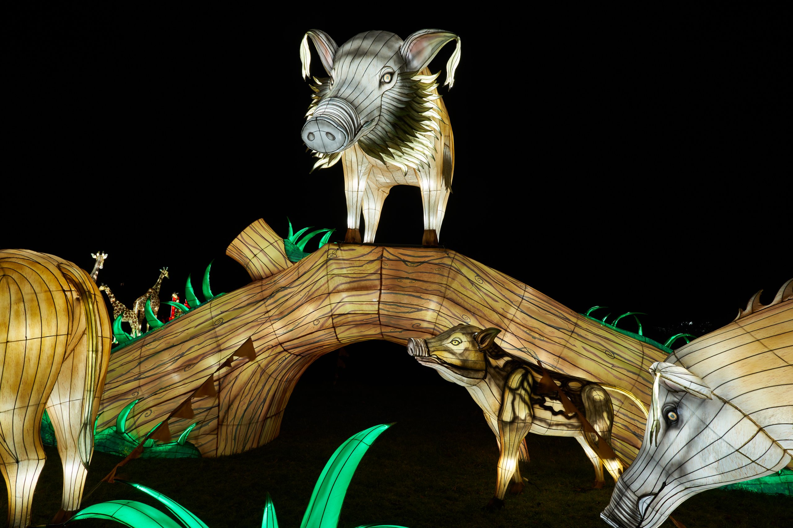 2024 01 03 Köln Zoo China Lights 1115